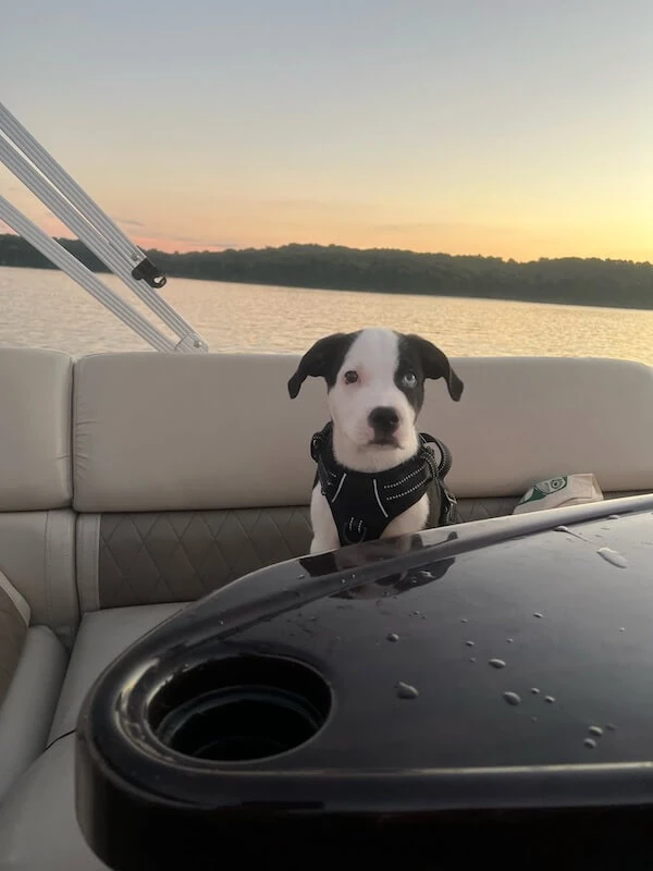 The Dam Boathouse puppy on boat on Lake Monroe